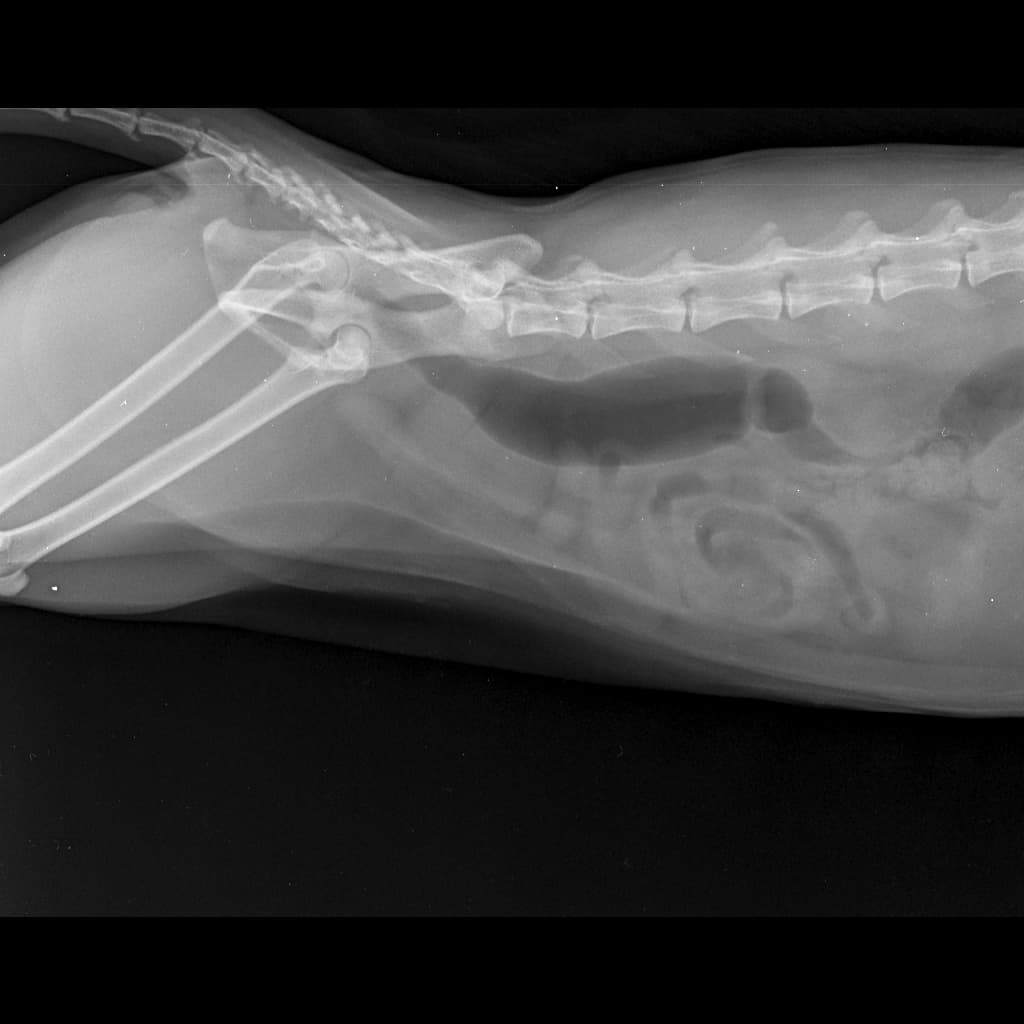 Diagnostic Scans - 2